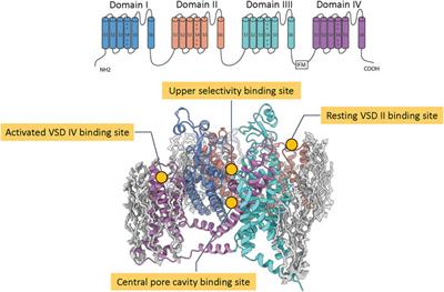 Towards Structure-Guided Development of Pain Therapeutics Targeting Voltage-Gated Sodium Channels